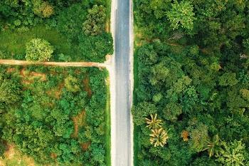 Bird's-eye View Photography of Road Between Trees