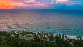 Bird's Eye View Photography of Trees Beside Body of Water
