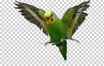Bird Amazon Parrot Budgerigar Cat PNG, Clipart, Amazon Parrot ...