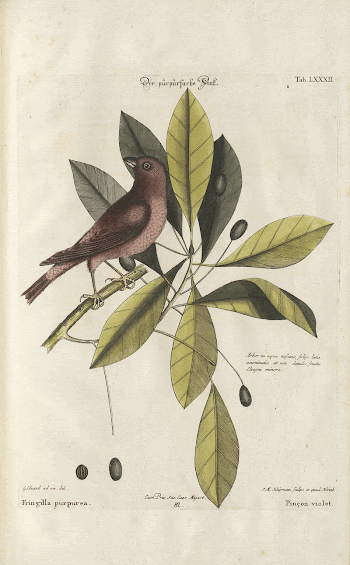 Bird and plants illustration (1749-1766) | Free Photo - rawpixel