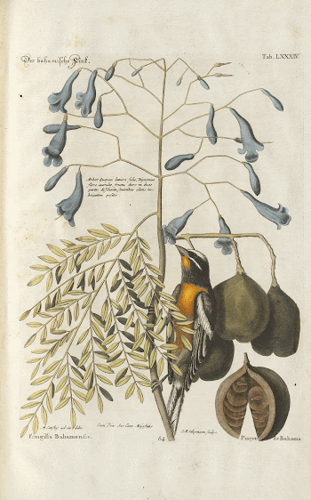 Bird and plants illustration (1749-1766) | Free Photo - rawpixel