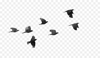 Bird Angle png download - 1600*900 - Free Transparent Bird png ...