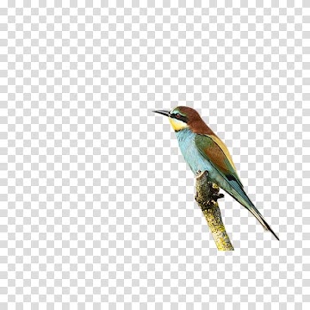Bird Animal , Animal bird branch transparent background PNG clipart