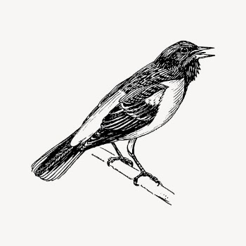 Bird, animal clipart, vintage baltimore | Free Vector - rawpixel