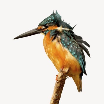 Bird animal collage element psd | Free PSD - rawpixel
