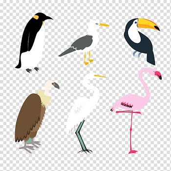 Bird, Animal crane transparent background PNG clipart
