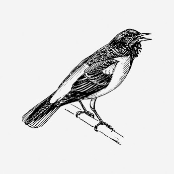 Bird, animal drawing, vintage baltimore | Free Photo - rawpixel