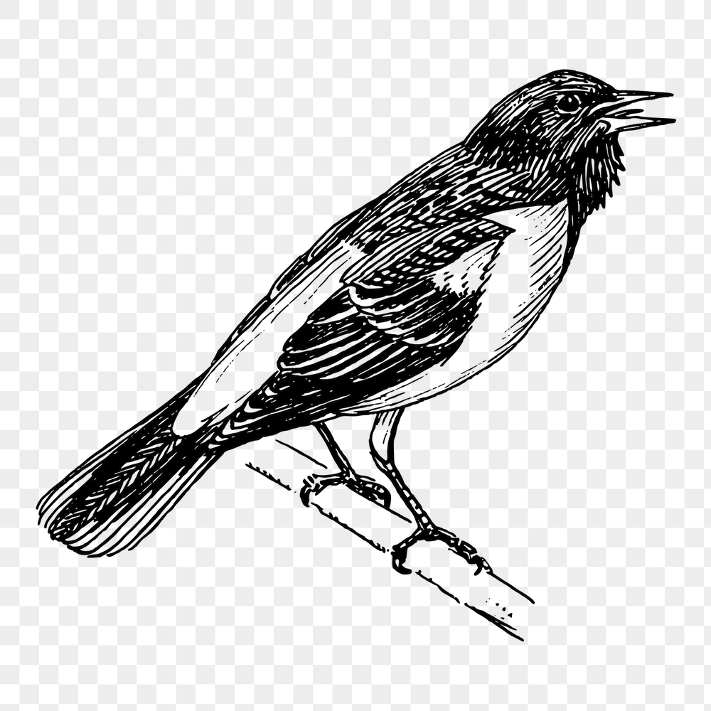 Bird, animal png sticker, baltimore | Free PNG - rawpixel