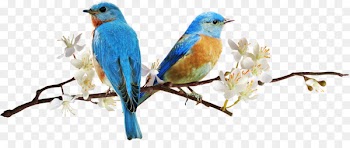 Bird Animation - birds 