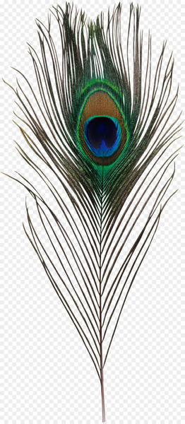 Bird Asiatic peafowl Feather Simple eye in invertebrates - Peacock feather 