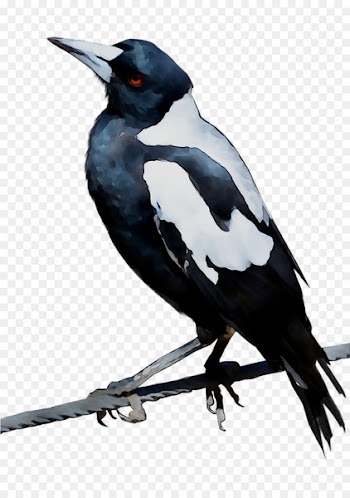 Bird Australian magpie Eurasian magpie Black swan -  