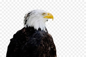 bird bald eagle bird of prey eagle beak