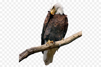 bird bald eagle eagle beak bird of prey