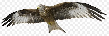 Bird Bald eagle Red kite Turkey vulture - bird 