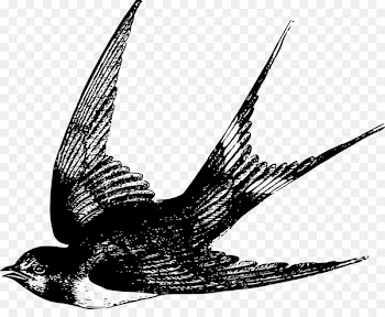 Bird Barn swallow Drawing Clip art - Bird 