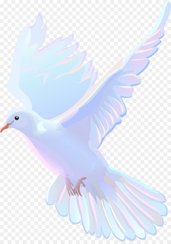 Bird Beak Animation Feather - dove no png 