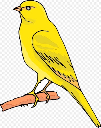 bird beak atlantic canary songbird yellow
