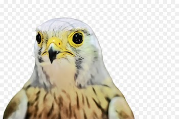 bird beak bird of prey peregrine falcon falcon