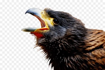 bird beak european starling falconiformes cuckoo