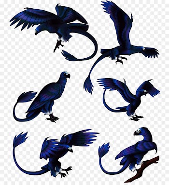 Bird, Beak, Feather, Temporary Tattoo PNG