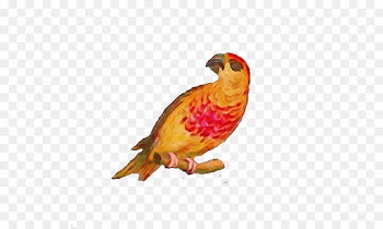 bird beak finch perching bird parrot
