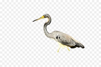 bird beak great blue heron heron crane-like bird