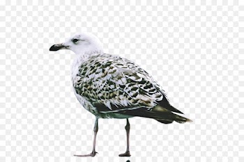 bird beak gull european herring gull seabird