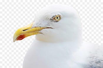 bird beak gull western gull european herring gull