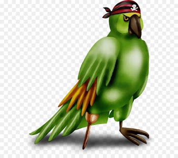 bird beak parrot parakeet budgie