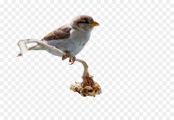 bird beak perching bird songbird house sparrow