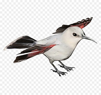 bird beak tern lari perching bird