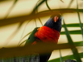 Bird Behind Leaves