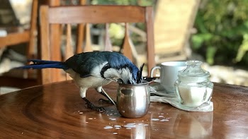 Bird Beside Container on the Table