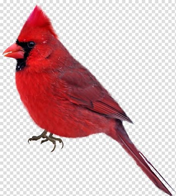 Bird , Birds transparent background PNG clipart
