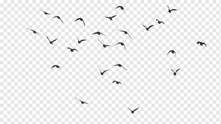 Bird, birds, white, animals, presentation png
