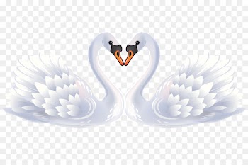 Bird Black swan Clip art - White Swan 