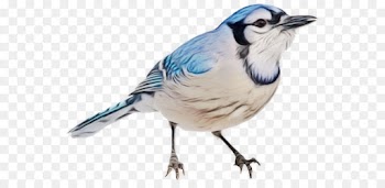 bird blue jay beak scrub jay jay