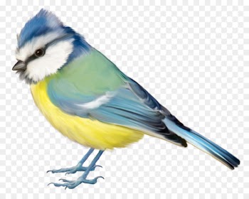 Bird Blue jay Finch Clip art - Birds,Birds 