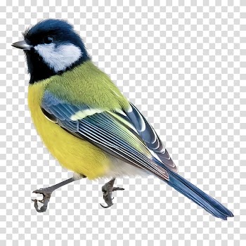 Bird Blue Watercolor painting Drawing, Bird transparent background PNG clipart