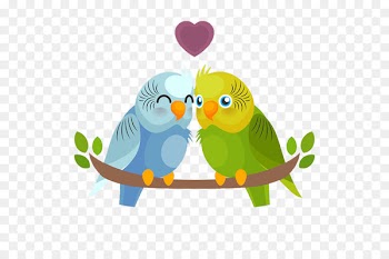 Bird Budgerigar Parrot - Colored parrot lovers 