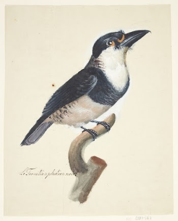 Bird by Johan Christian Ernst | Free Photo - rawpixel