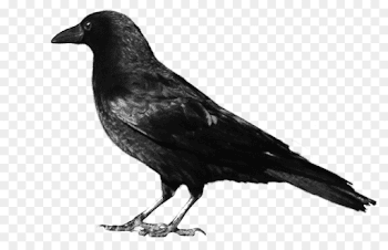 Bird Cartoon png download - 900*563 - Free Transparent Crows png ...