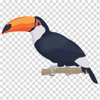 Bird, cartoon toucan, ramphastidae, toco toucan, toucan icon