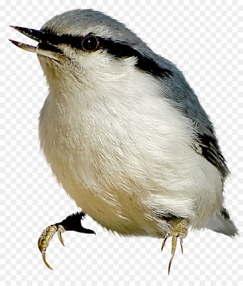 Bird Centerblog Portable Network Graphics Image Clip art - bird 