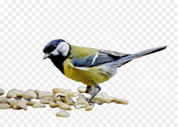bird chickadee songbird beak perching bird