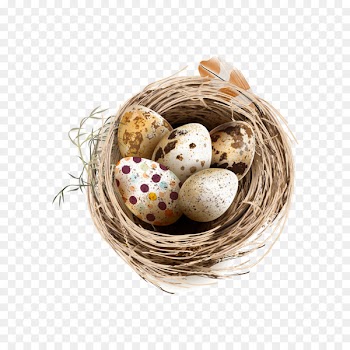 Bird Chicken Quail eggs - Bird nest and colored bird 