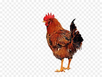 bird chicken rooster beak comb