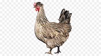 bird chicken rooster beak comb