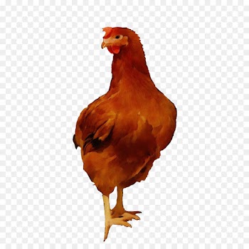 bird chicken rooster beak fowl