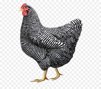 bird chicken rooster fowl beak